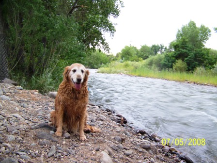 Cleo after swimming in Clear Creek