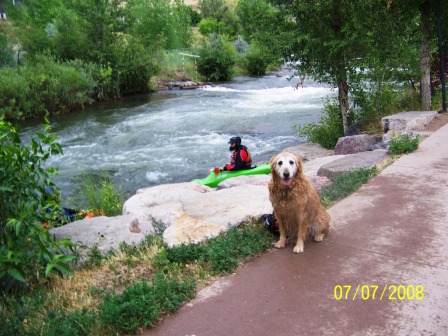 Golden Retriever by Creek